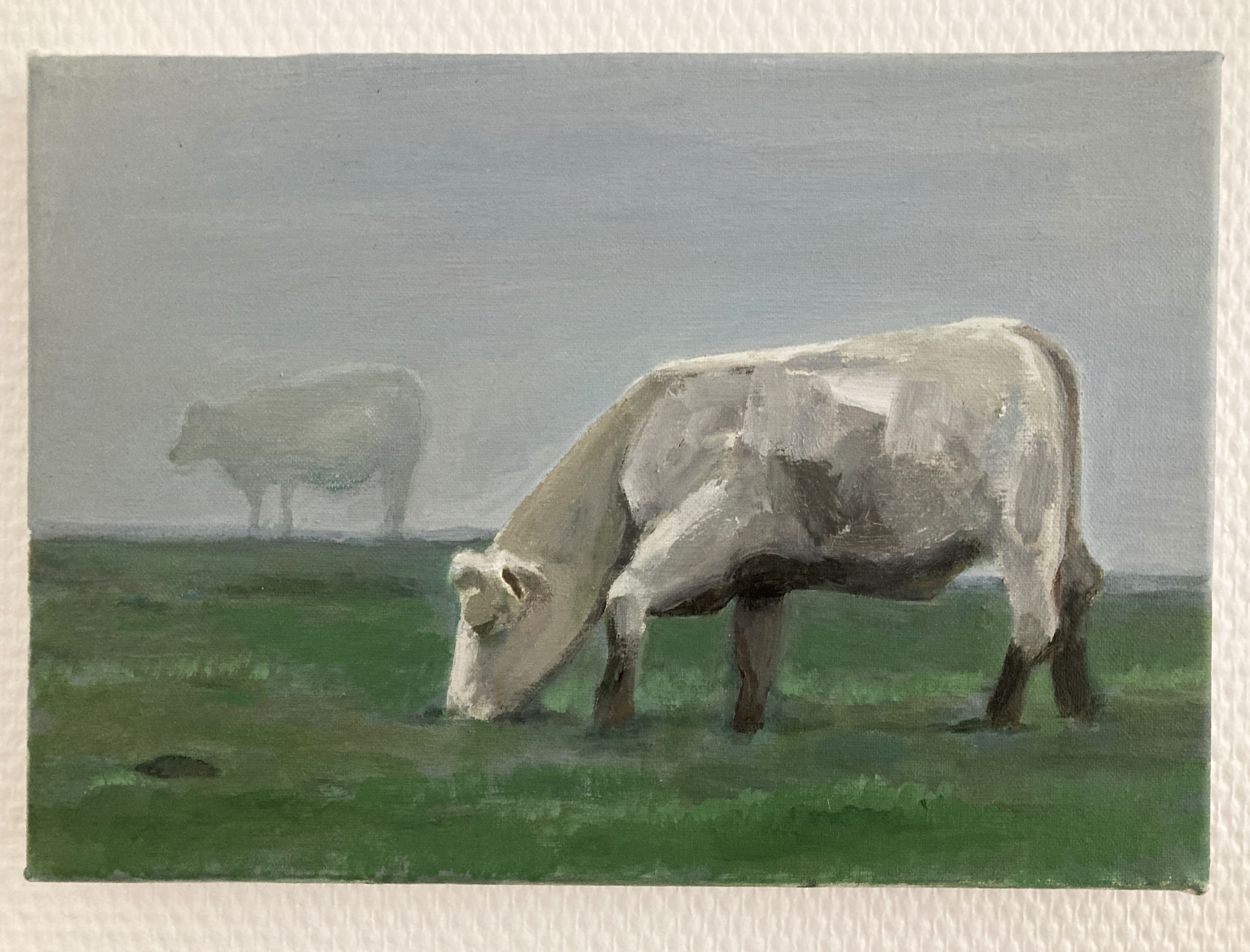 Vaches dans le brouillard